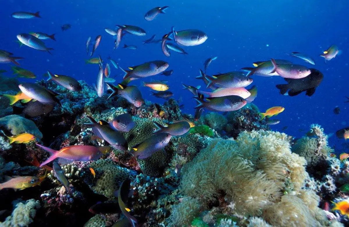 Zanzibar Pearl — image 11