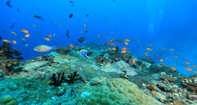 Dhawa Ihuru — image 28