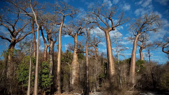 Anjajavy — image 15