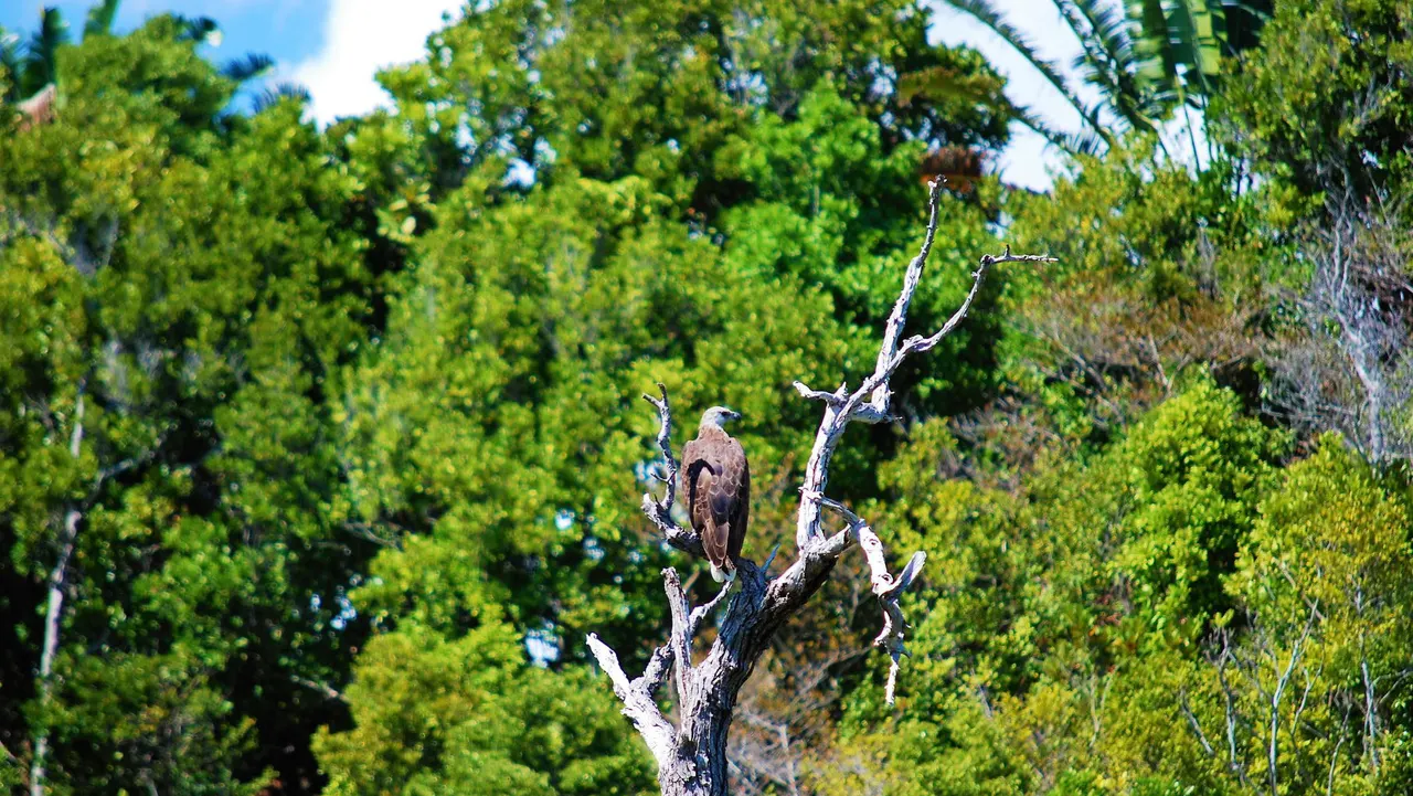 Ankazoberavina — image 11