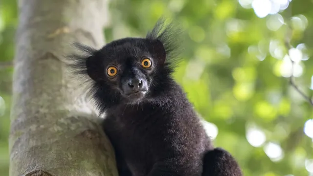 Tsara Komba — image 36