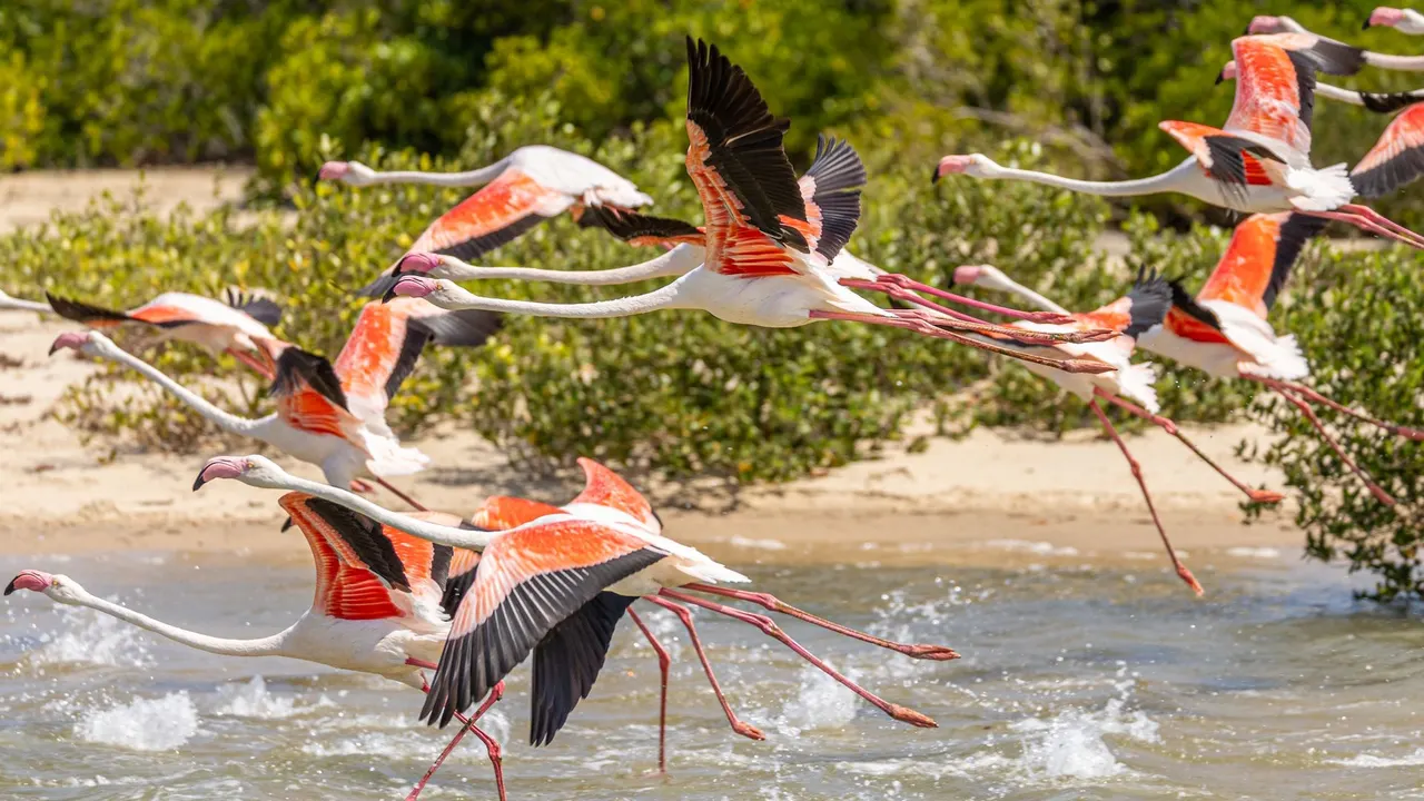 Machangulo Beach Lodge — image 21