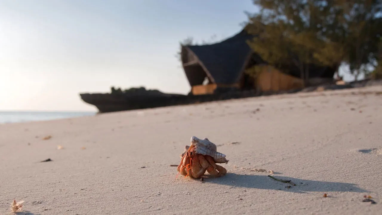 Chumbe Island — image 4