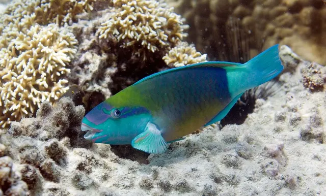 Chumbe Island — image 37