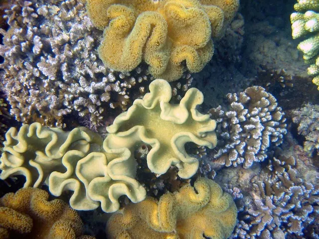 Chumbe Island — image 39